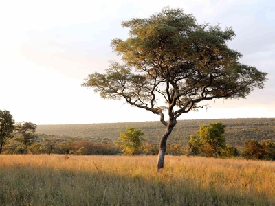 Lindani Game and Lodges