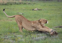 Lioness - Stretch