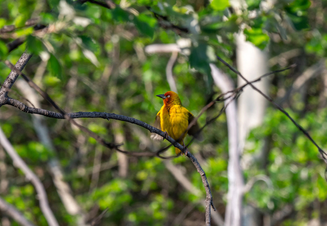 Weaver Bird