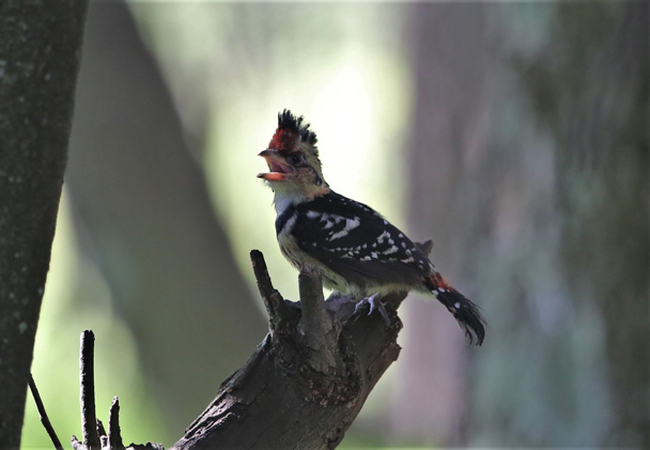 Crested Barbet 