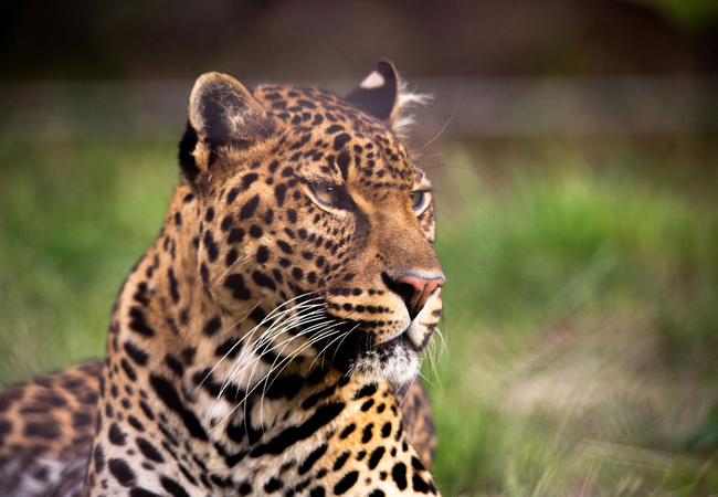 Asian Leopard