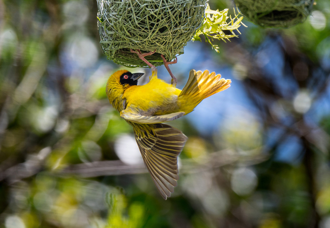 Weaver Bird