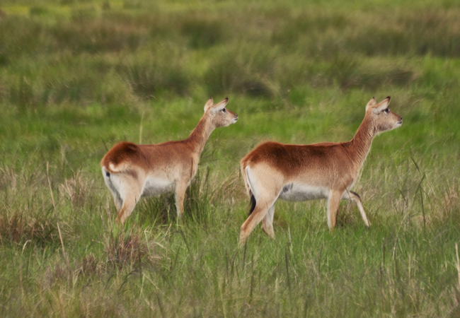 Lechwe