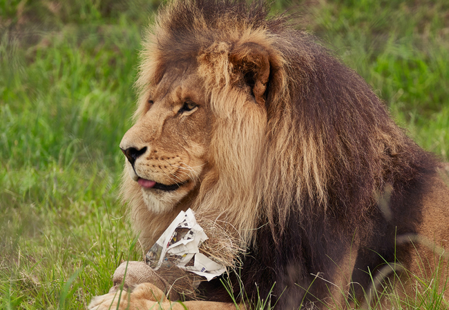 Lion - Enrichment