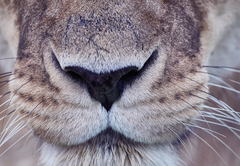 Lion - Up close