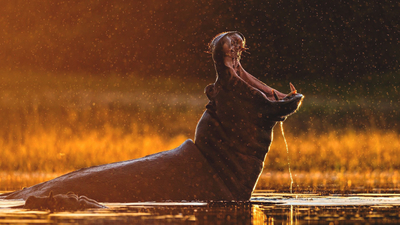 Little Africa Safari Lodge