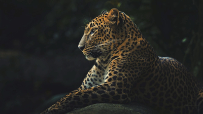 Little Africa Safari Lodge