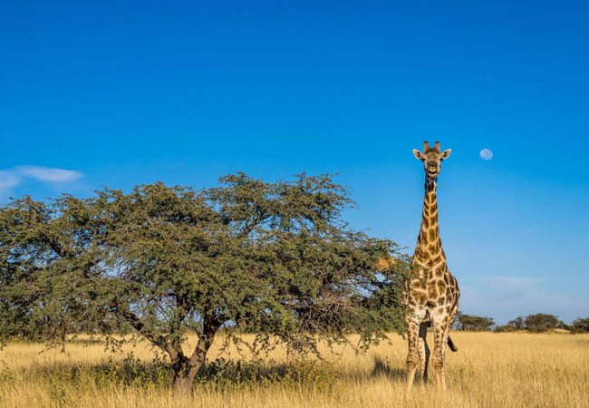Tswalu Kalahari Reserve