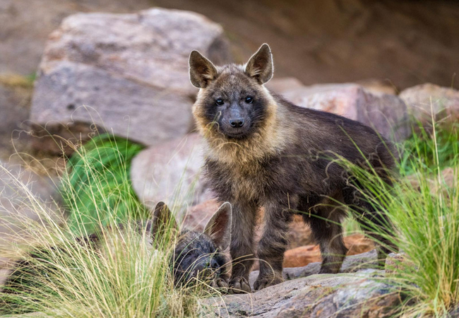 Tswalu Kalahari Reserve