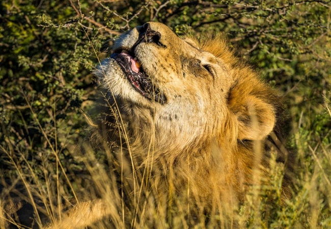 Tswalu Kalahari Reserve