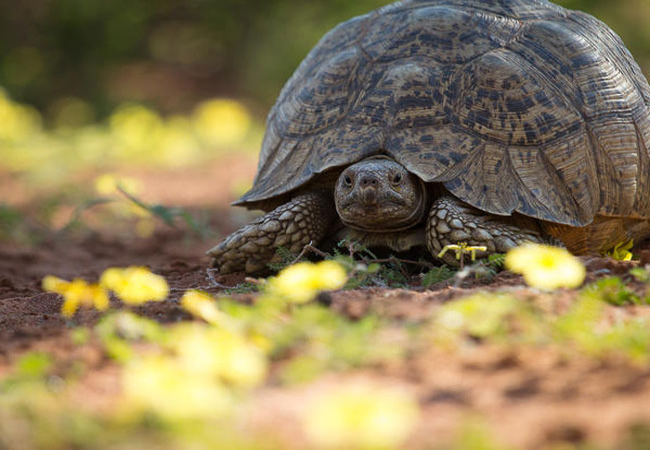 Tswalu Kalahari Reserve