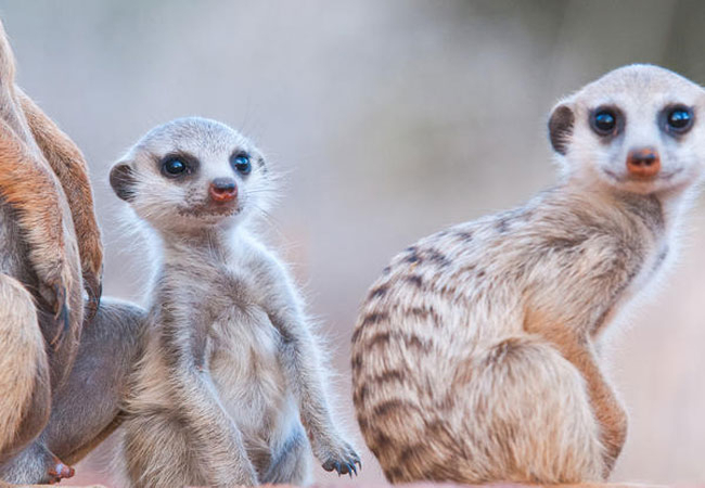 Tswalu Kalahari Reserve