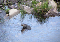 Otter baby