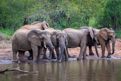 Makalali Private Game Lodge