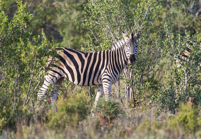 Makalali Private Game Lodge