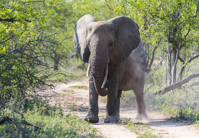 Makalali Private Game Lodge