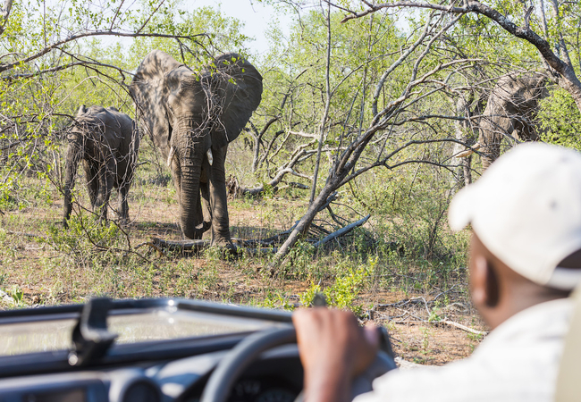 Makalali Private Game Lodge