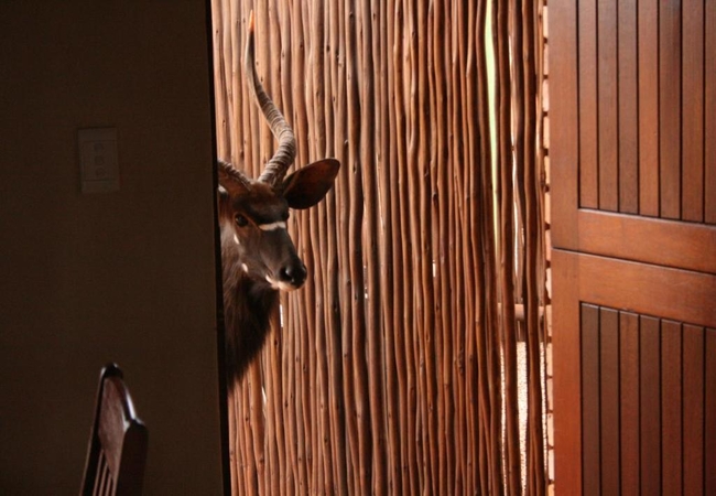 Makhato 84 Bush Lodge