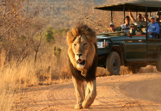 Game Drive