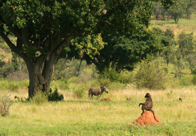 Game Viewing