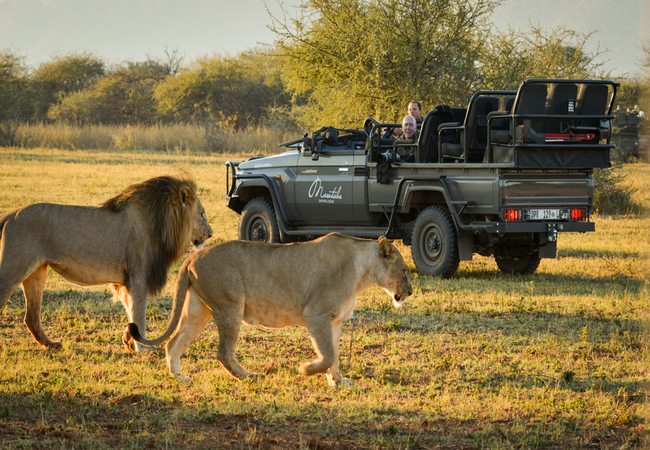 Safari experience