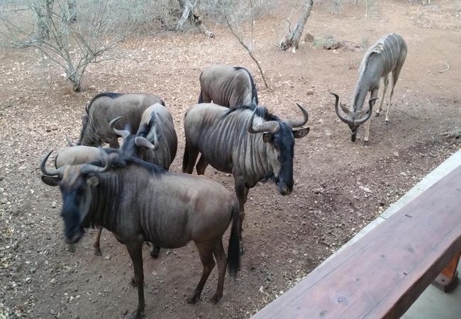 Marloth Kruger Whispering Ants