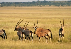 Marrick Safari