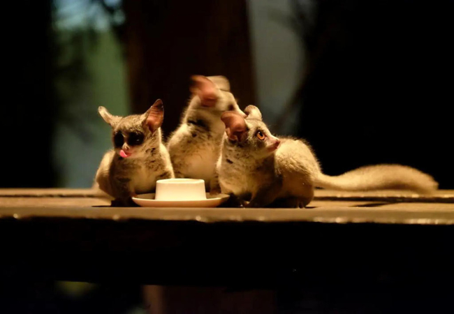 Wildlife experiences