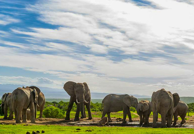 Addo Elephant Park