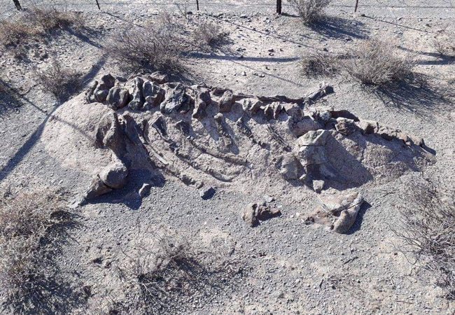 Bradysaurus fossil