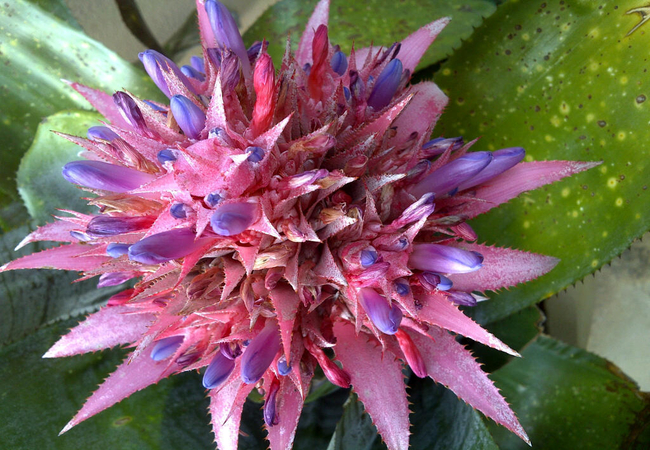 Midrand Wild Goose Guest House