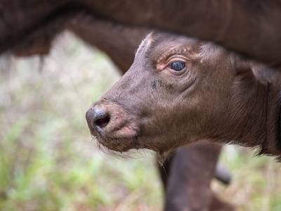 Milima Big 5 Safari Lodge