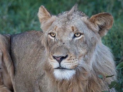 Milima Big 5 Safari Lodge