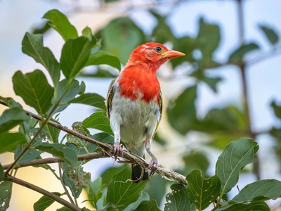 Milima Big 5 Safari Lodge