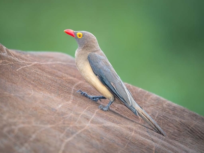 Milima Big 5 Safari Lodge