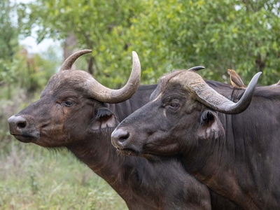 Milima Big 5 Safari Lodge