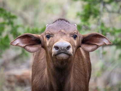 Milima Big 5 Safari Lodge