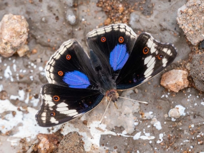 Milima Big 5 Safari Lodge