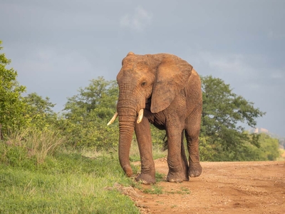 Milima Big 5 Safari Lodge