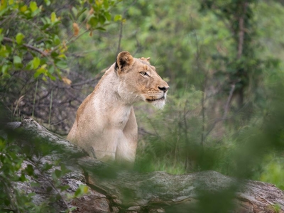Milima Big 5 Safari Lodge