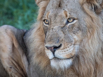 Milima Big 5 Safari Lodge