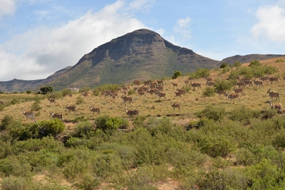 Moolmanshoek Private Game Reserve