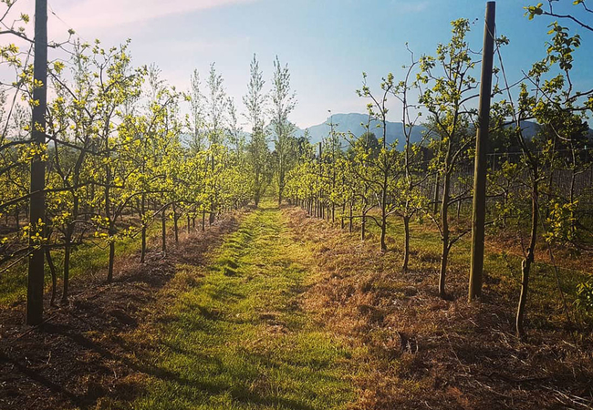 Persimmon Orchard