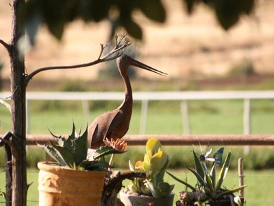 Morning Glory Cottages