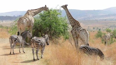 Morokolo Safari Lodge