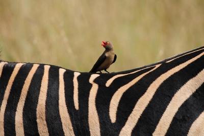 Morokolo Safari Lodge