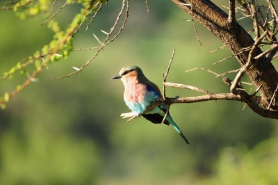 Morokolo Safari Lodge