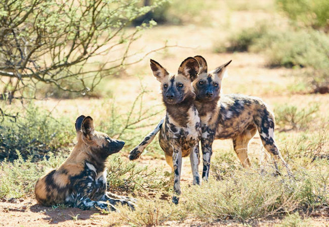 Tswalu Kalahari Reserve