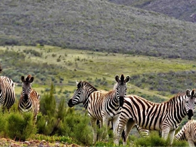 Mountain Pastures