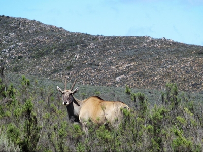 Mountain Pastures